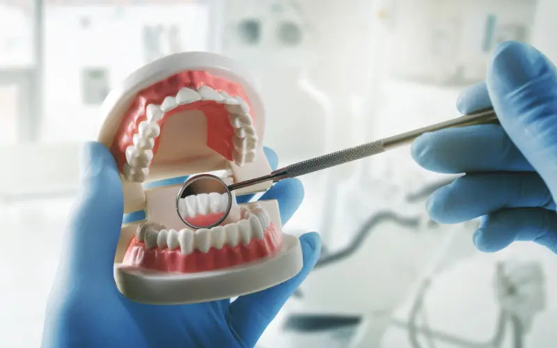 Dentist holding a teeth model 